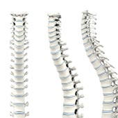 Cervical Spine Anatomy