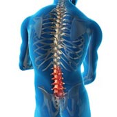Lumbar Spine Anatomy